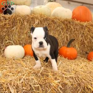 Albert, Boston Terrier Puppy
